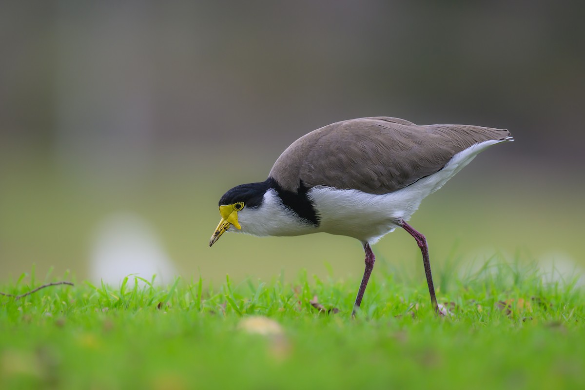 Masked Lapwing (Black-shouldered) - Eric Yeo