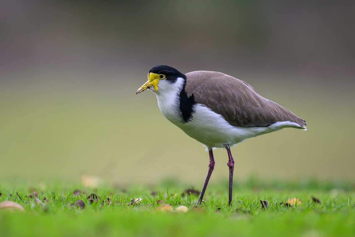 Masked Lapwing (Black-shouldered) - ML620811771