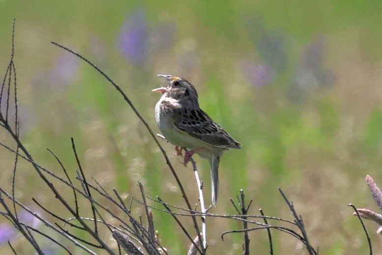 Grasshopper Sparrow - ML620811775