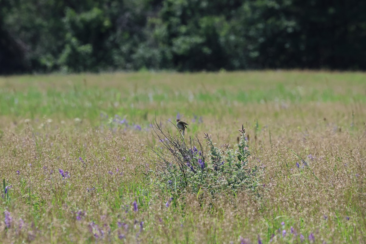 Grasshopper Sparrow - Darcy Pinotti