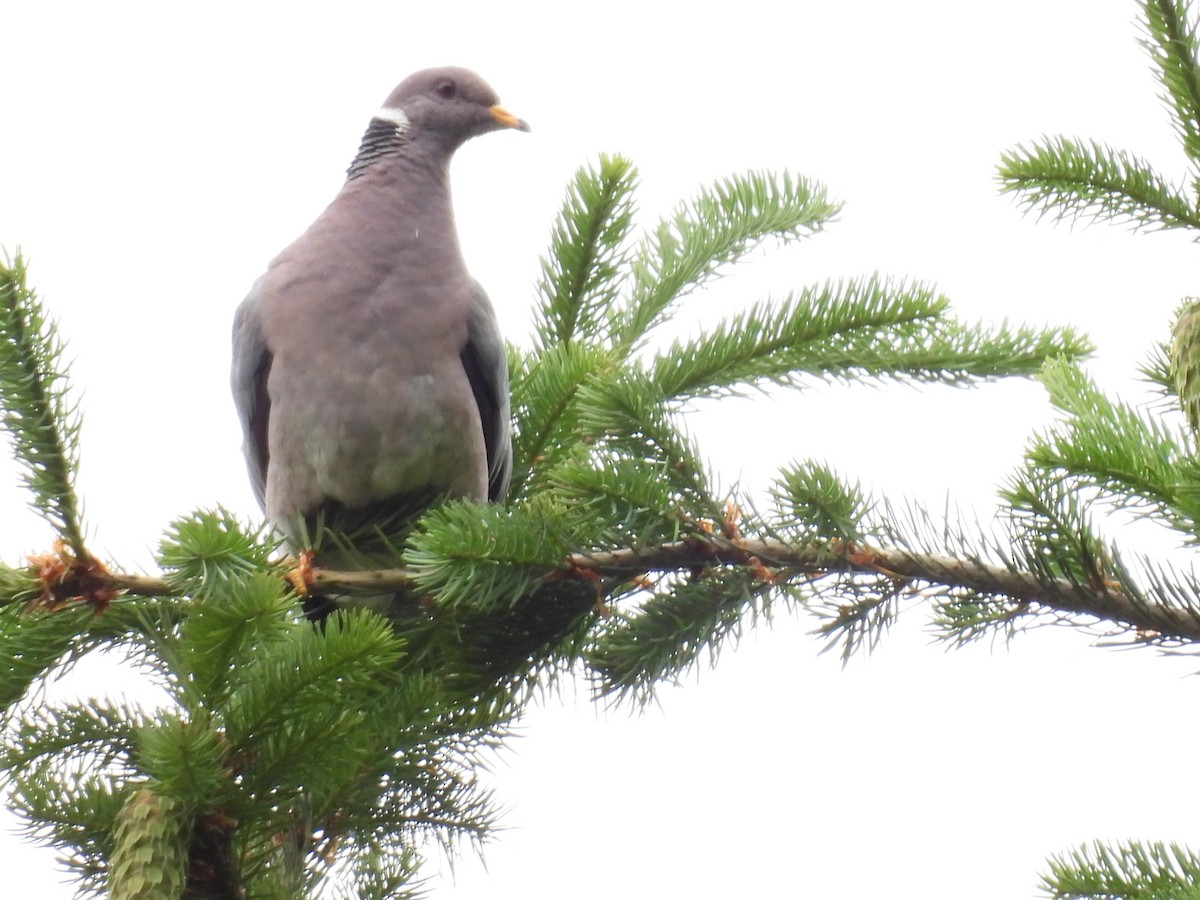 Band-tailed Pigeon - ML620811777