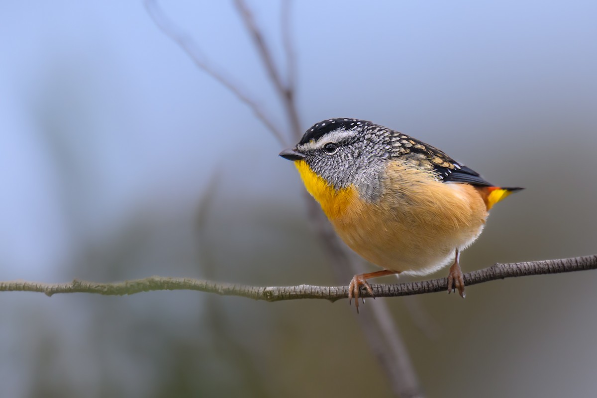 Fleckenpanthervogel (punctatus) - ML620811778