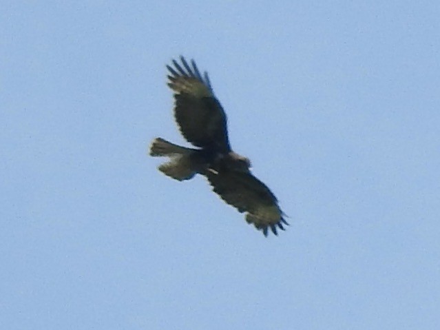 European Honey-buzzard - ML620811792