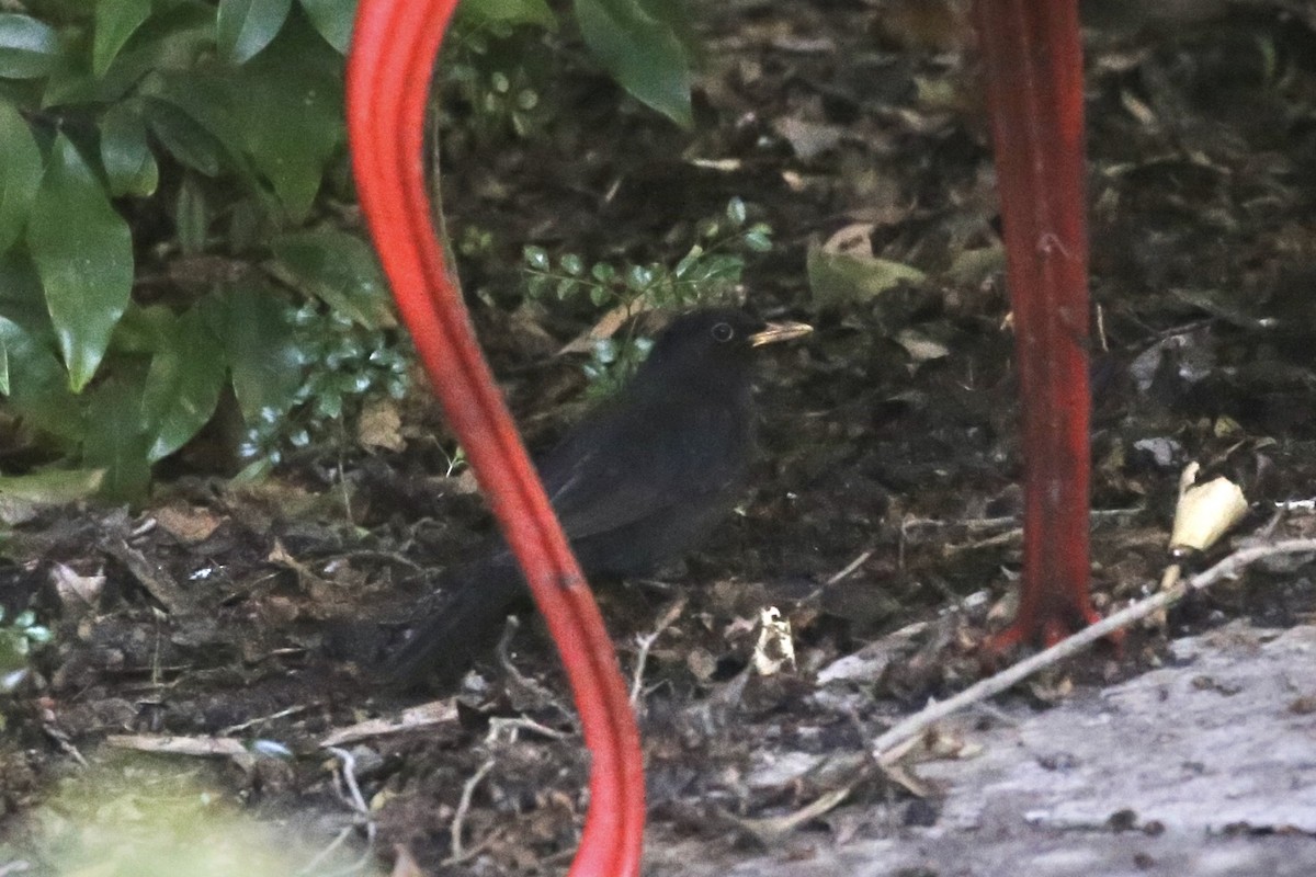 Eurasian Blackbird - ML620811794