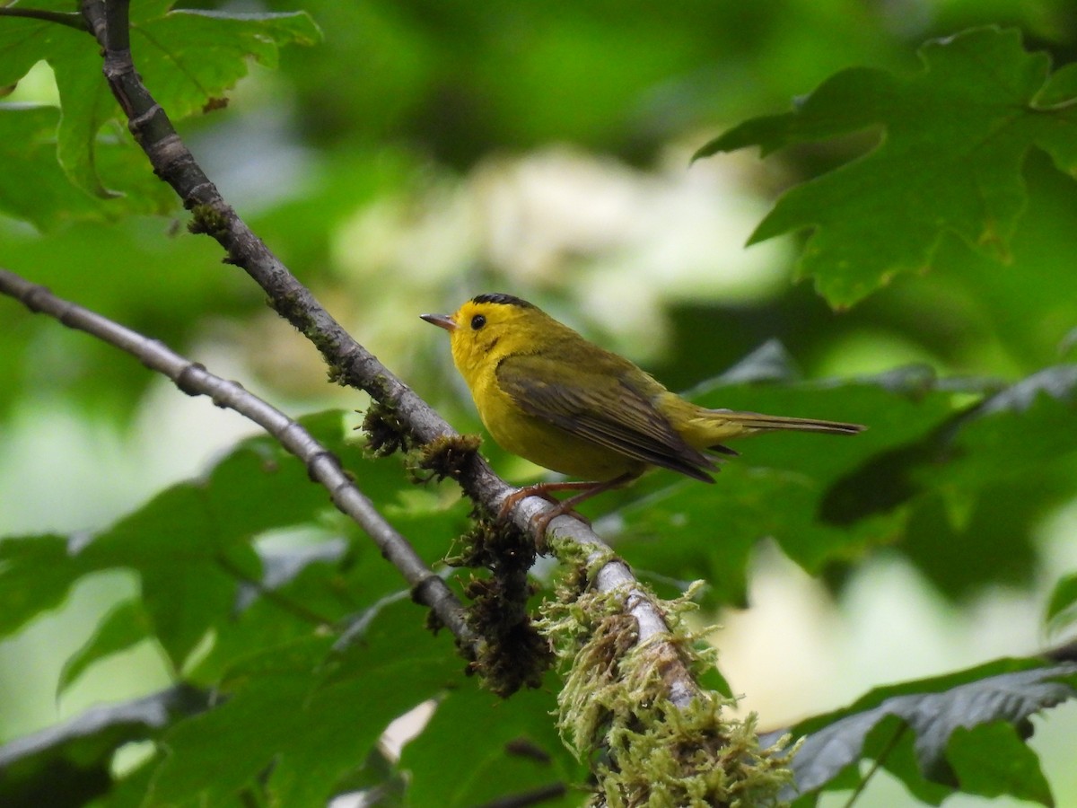 Wilson's Warbler - ML620811801