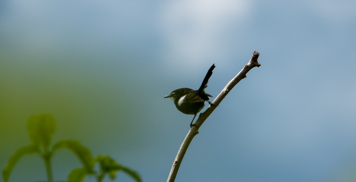 White-shouldered Fairywren - ML620811807