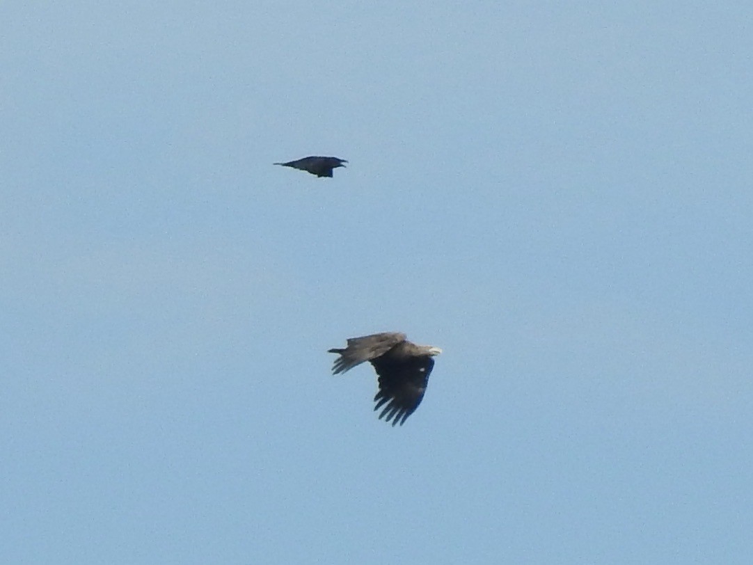 White-tailed Eagle - ML620811808