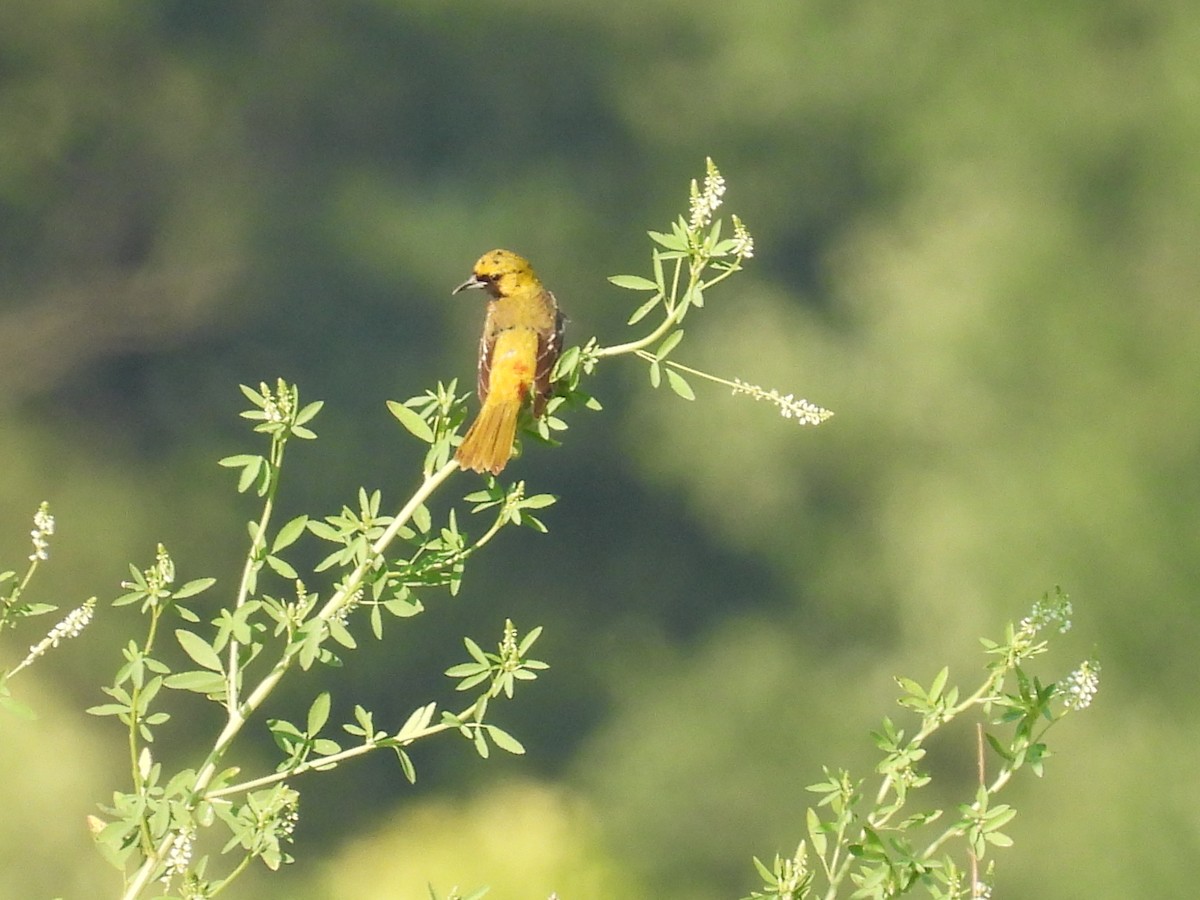 Orchard Oriole - ML620811809
