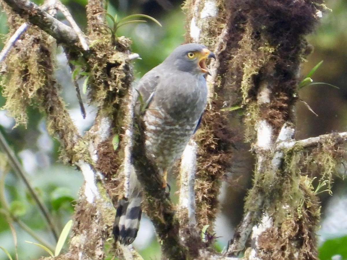 Roadside Hawk - ML620811810