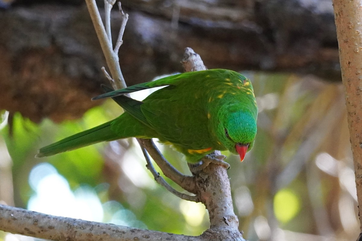 Scaly-breasted Lorikeet - ML620811813