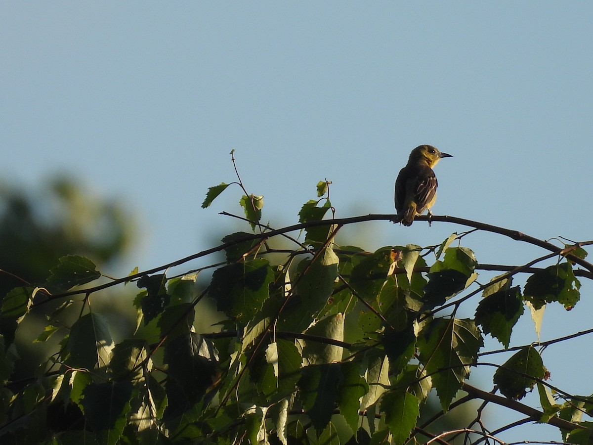 Orchard Oriole - ML620811815