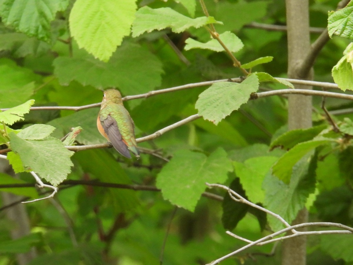Rufous Hummingbird - ML620811816