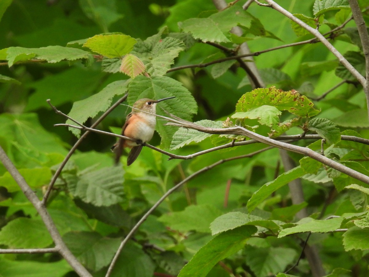 Rufous Hummingbird - ML620811817