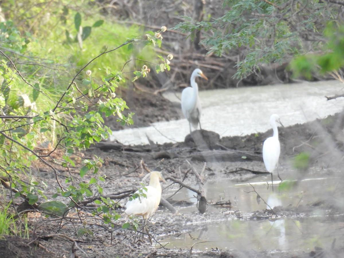 Garza Capirotada - ML620811824