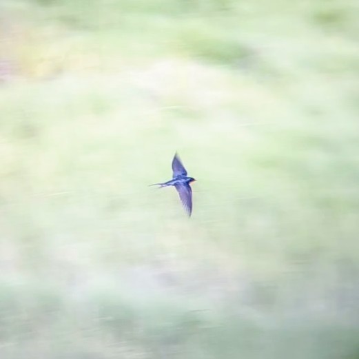 Barn Swallow - ML620811826