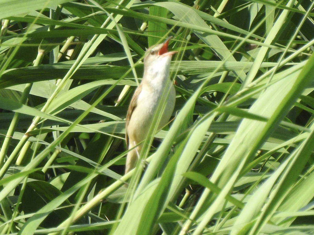 Great Reed Warbler - ML620811830