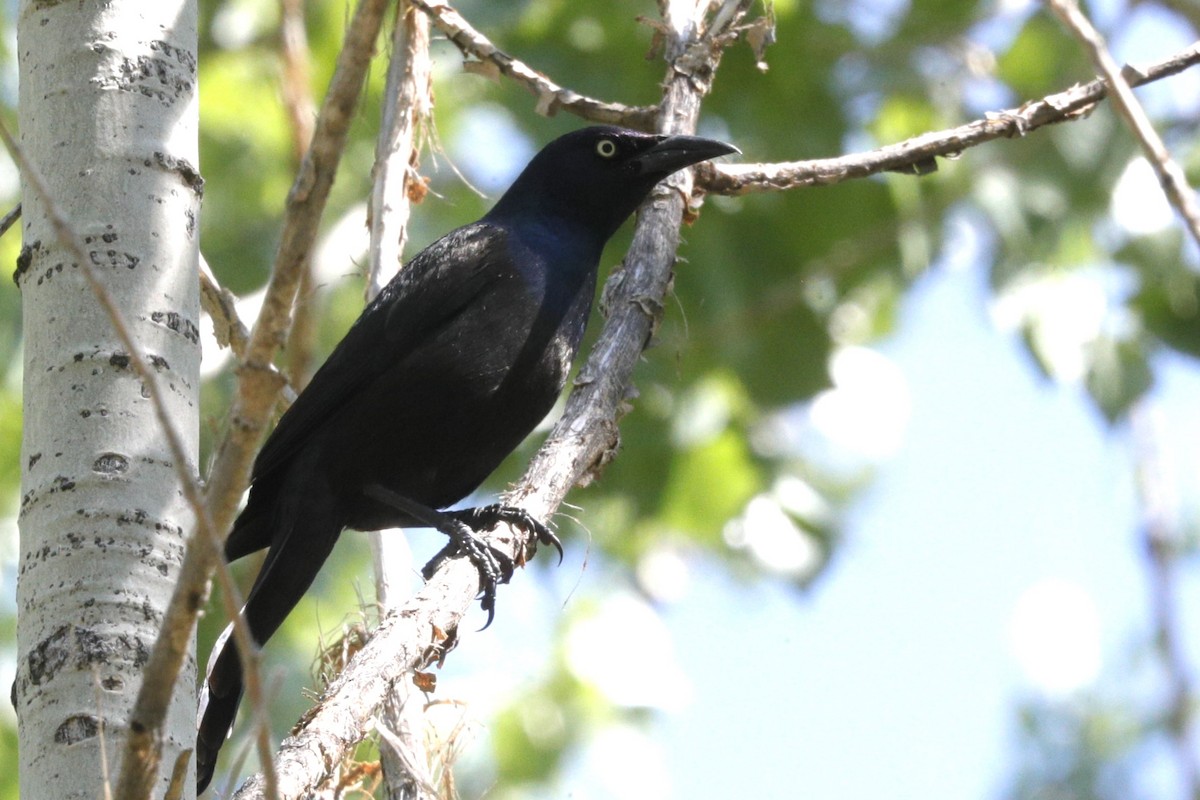 Common Grackle - ML620811831