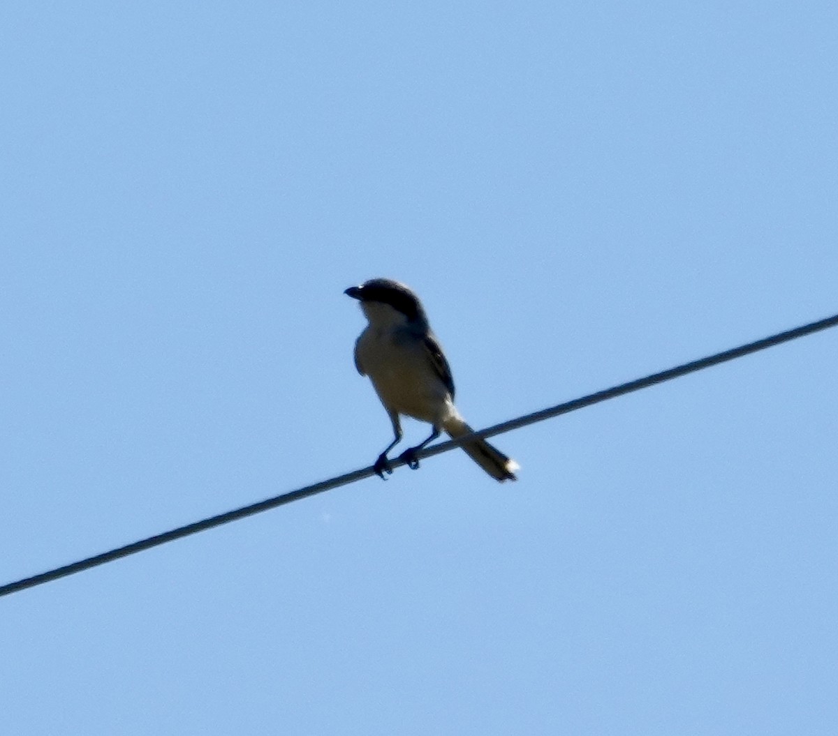 Loggerhead Shrike - ML620811832