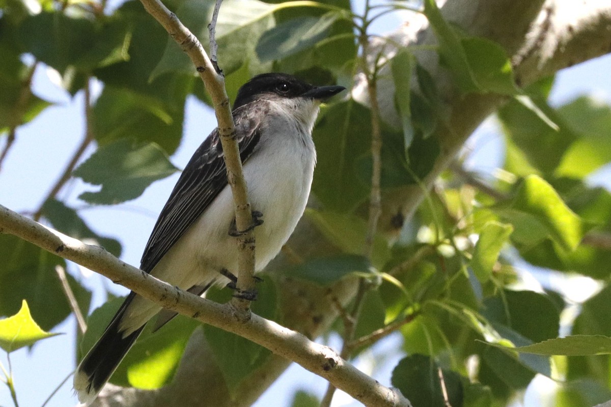 Eastern Kingbird - ML620811834