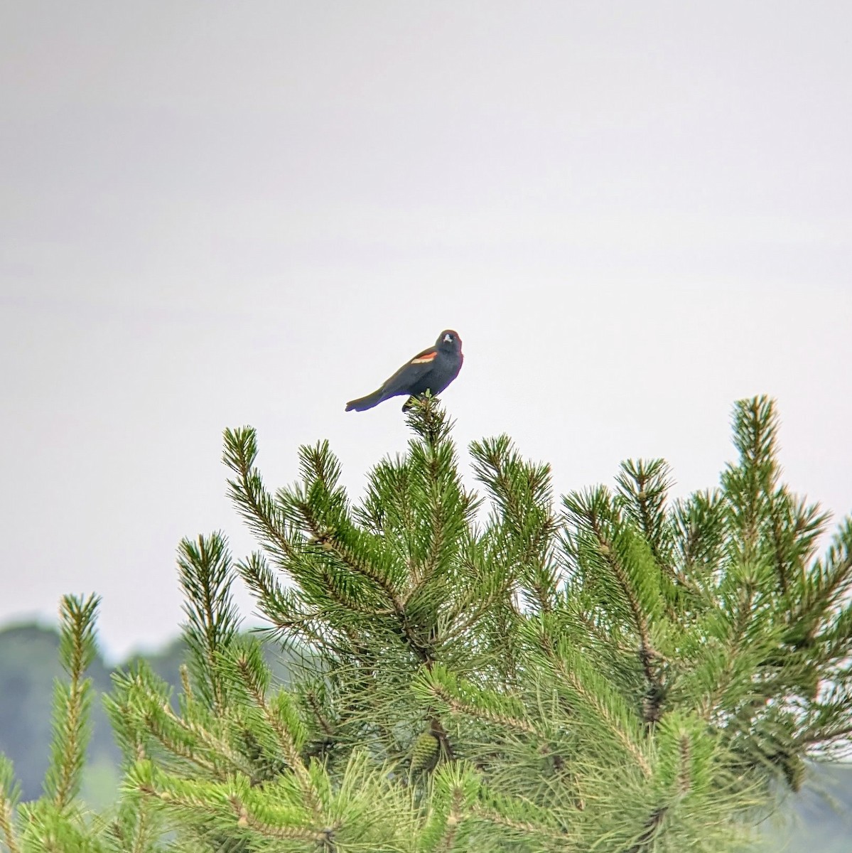 Red-winged Blackbird - ML620811841