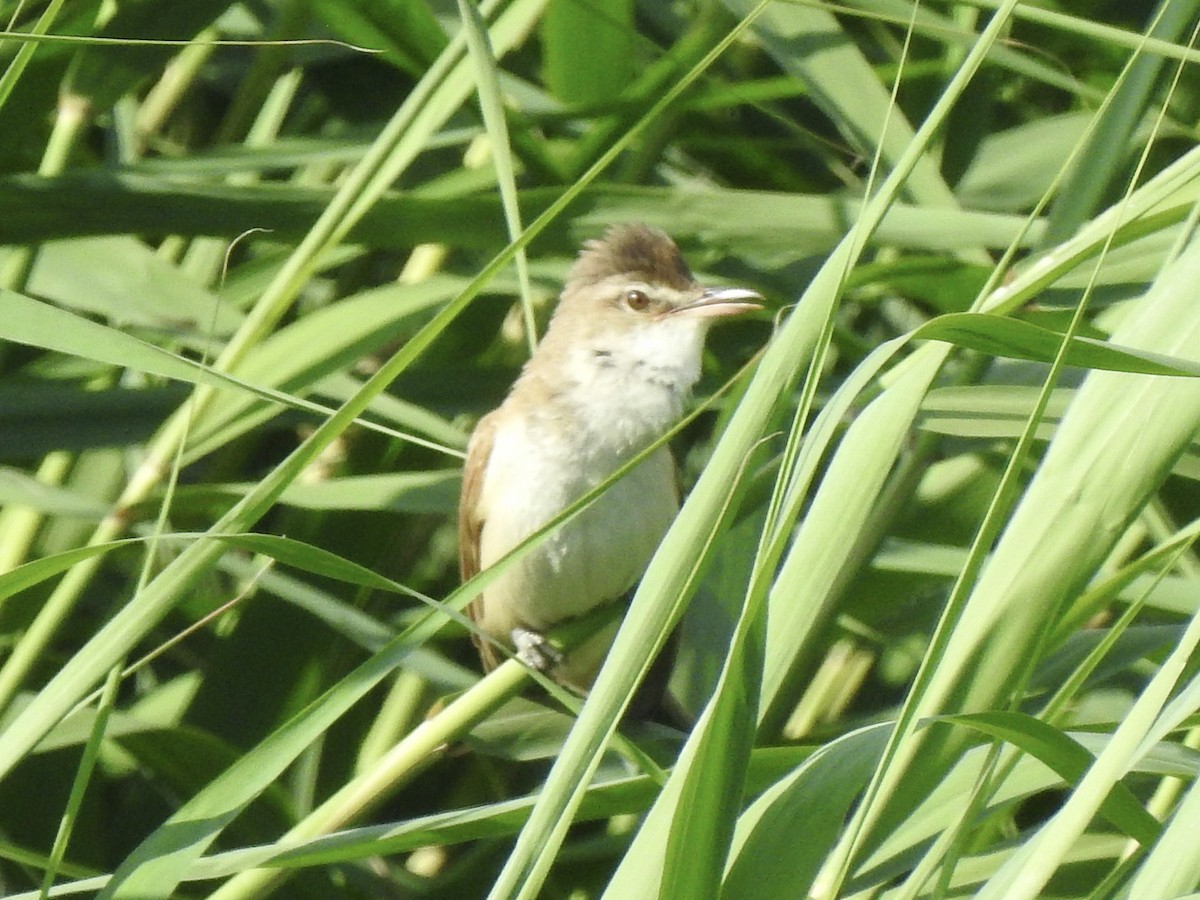 Great Reed Warbler - ML620811846