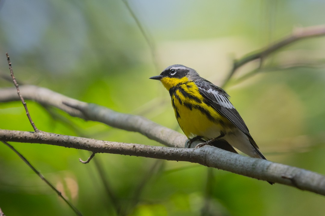 Magnolia Warbler - ML620811850