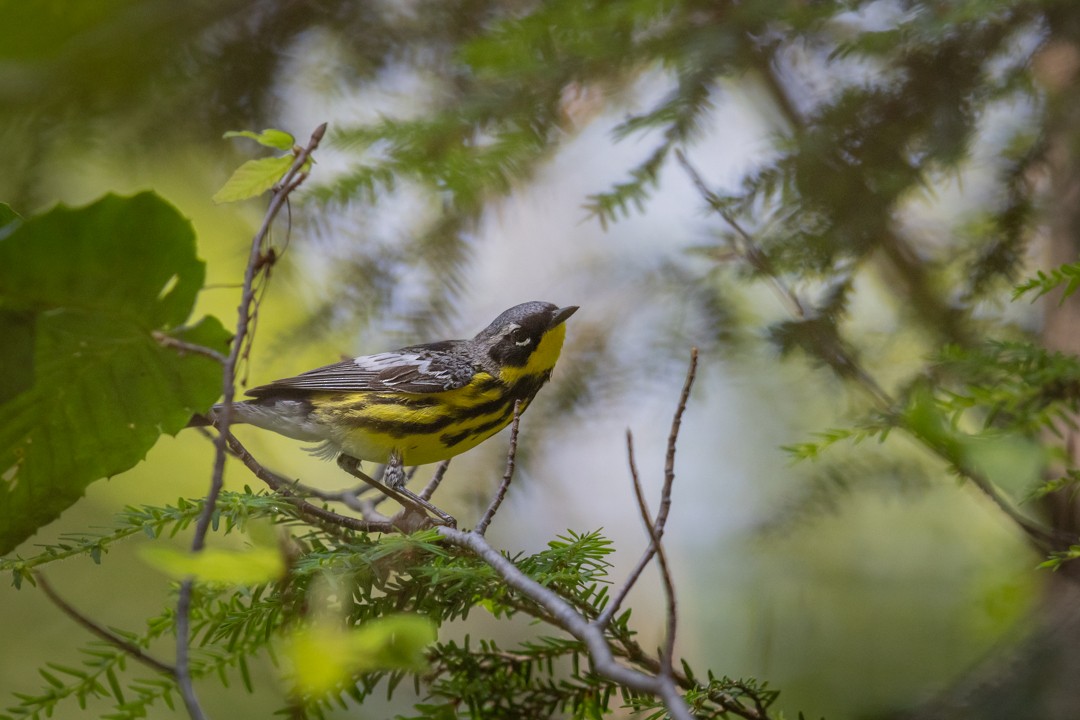 Magnolia Warbler - ML620811853