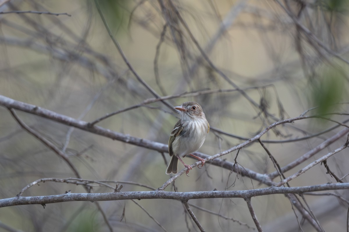 Pearly-vented Tody-Tyrant - ML620811858