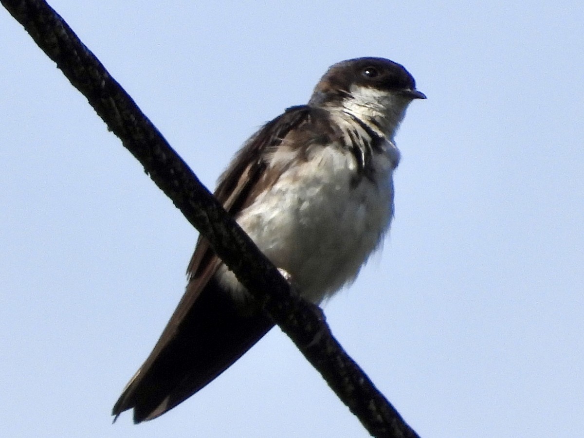 Blue-and-white Swallow (cyanoleuca) - ML620811860