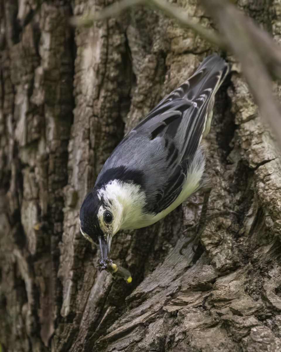 White-breasted Nuthatch (Eastern) - ML620811865