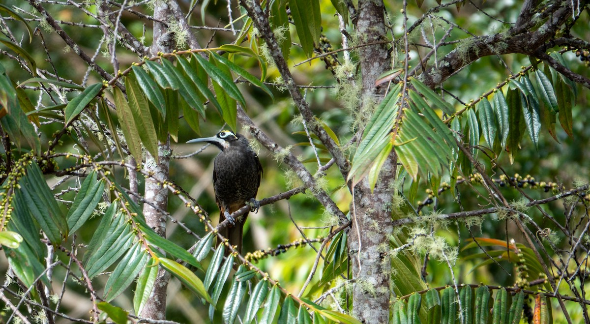 Yellow-browed Melidectes - ML620811866