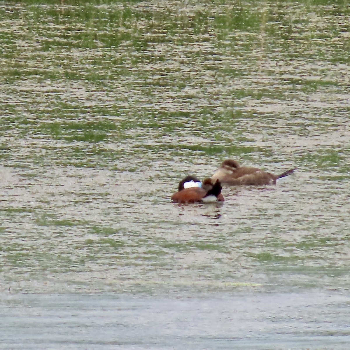 Ruddy Duck - ML620811870