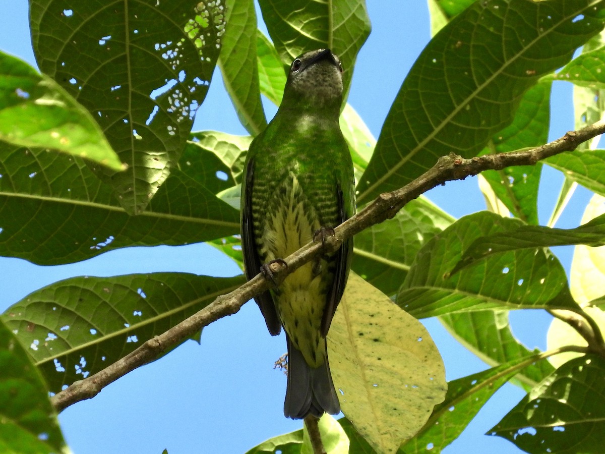 Tangara Golondrina - ML620811878