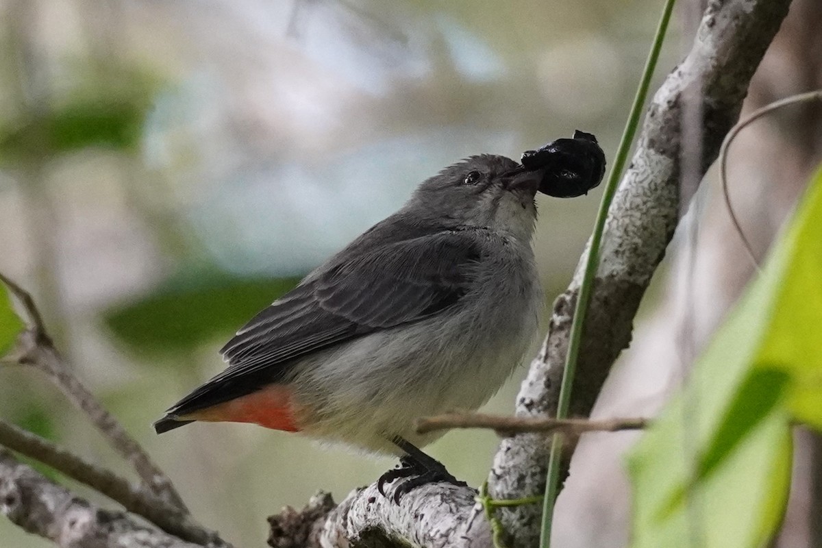 Mistletoebird - ML620811881