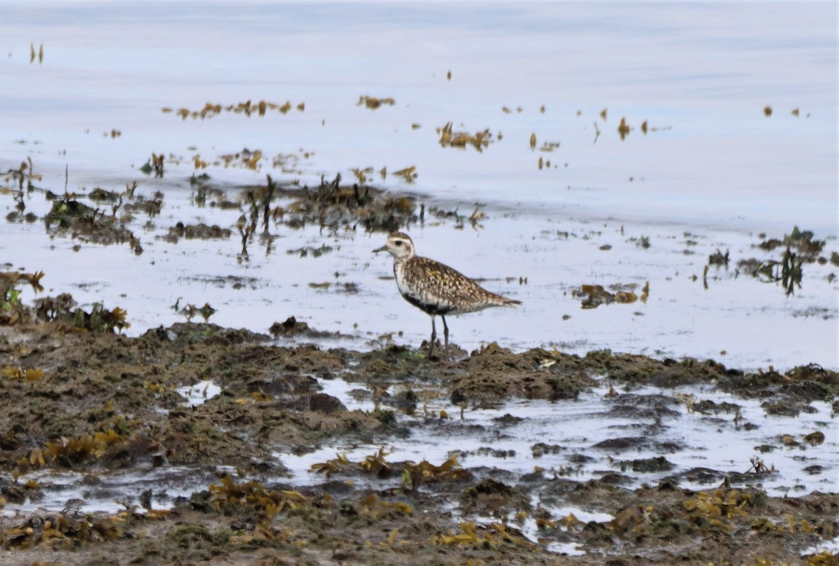 Pacific Golden-Plover - ML620811885