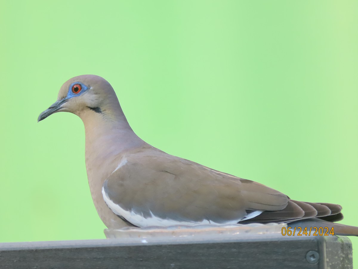 White-winged Dove - ML620811889