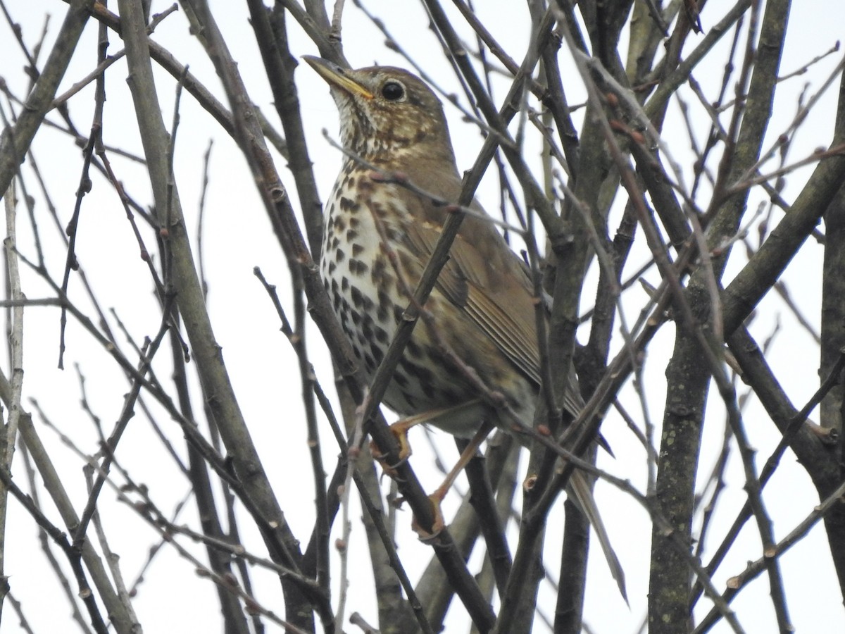 Song Thrush - ML620811915