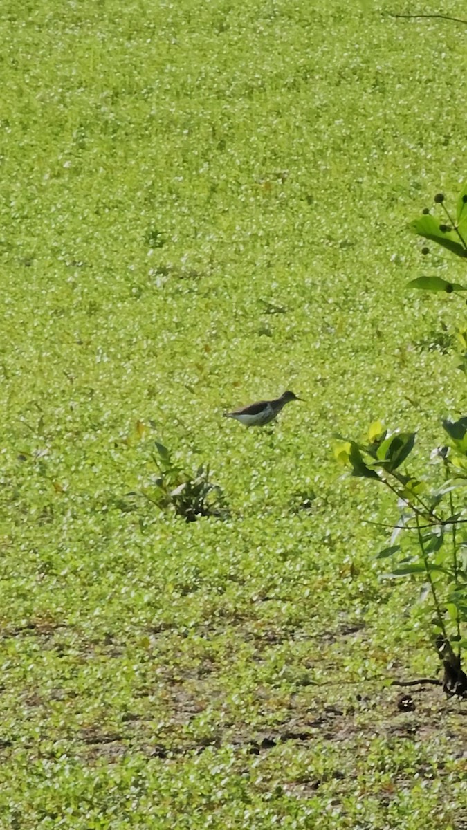 Spotted Sandpiper - ML620811921