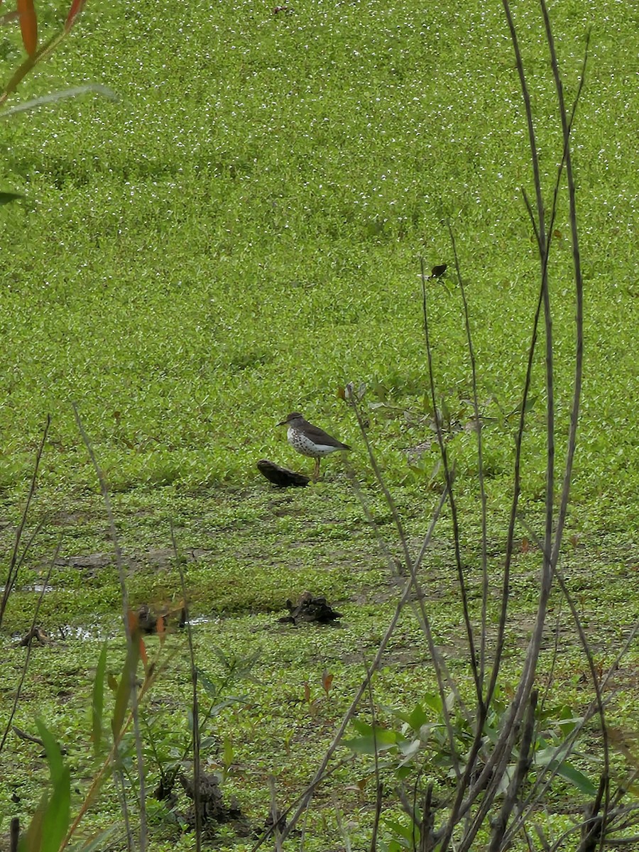 Spotted Sandpiper - ML620811922