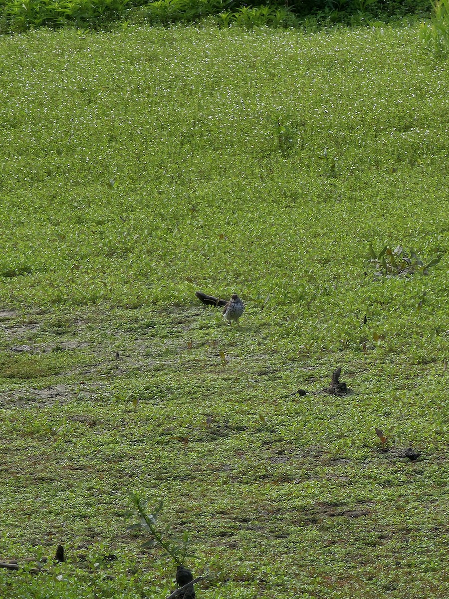 Spotted Sandpiper - ML620811923