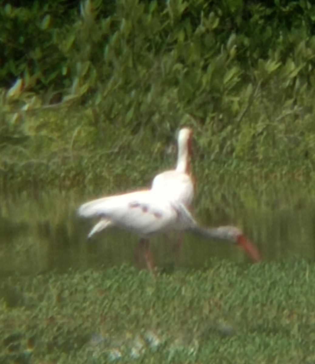 White Ibis - ML620811927