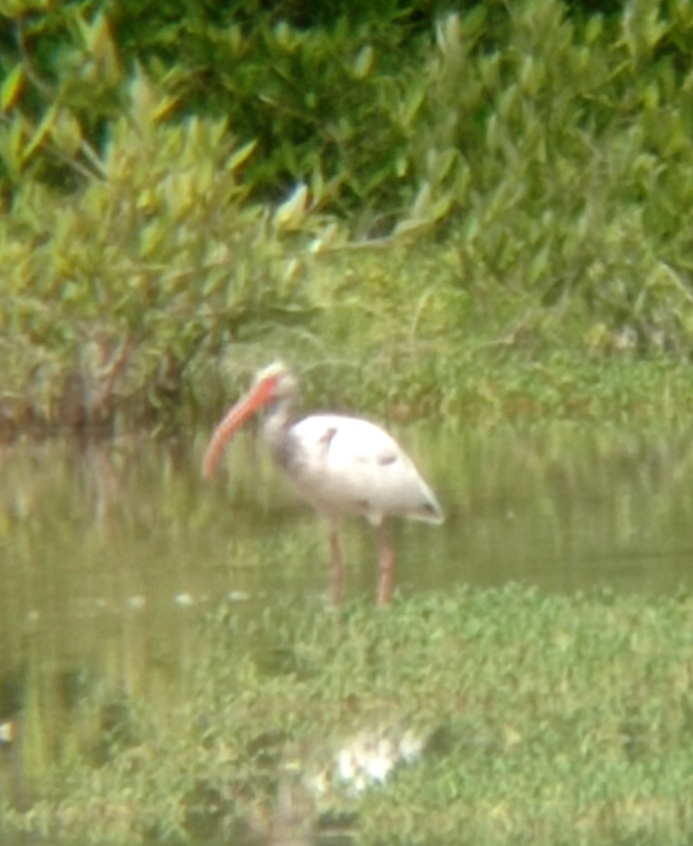 White Ibis - ML620811932