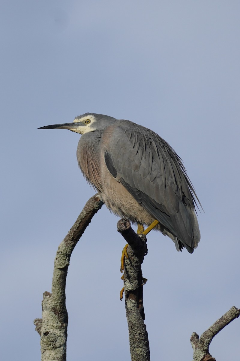 White-faced Heron - ML620811944