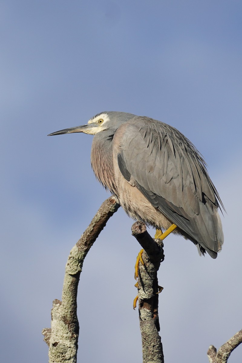 White-faced Heron - ML620811945