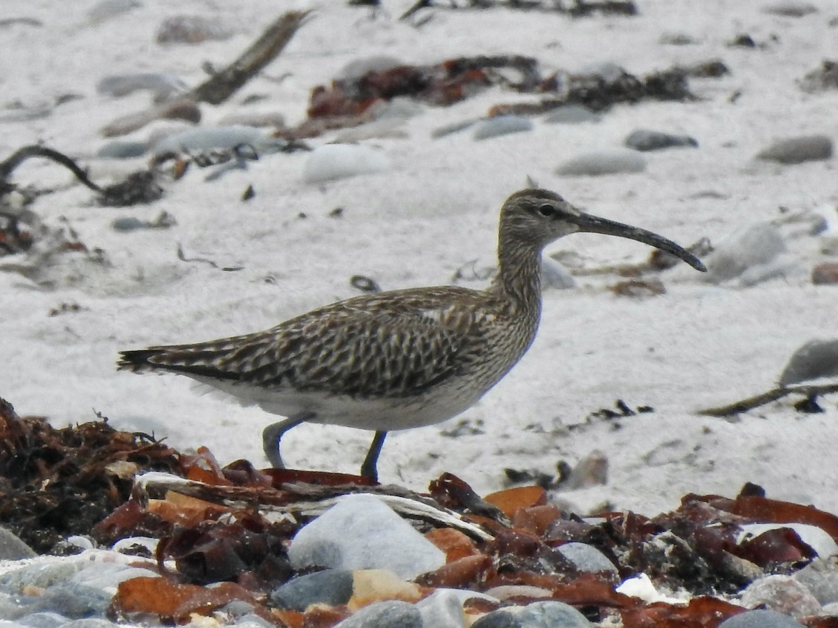 Whimbrel - ML620811946