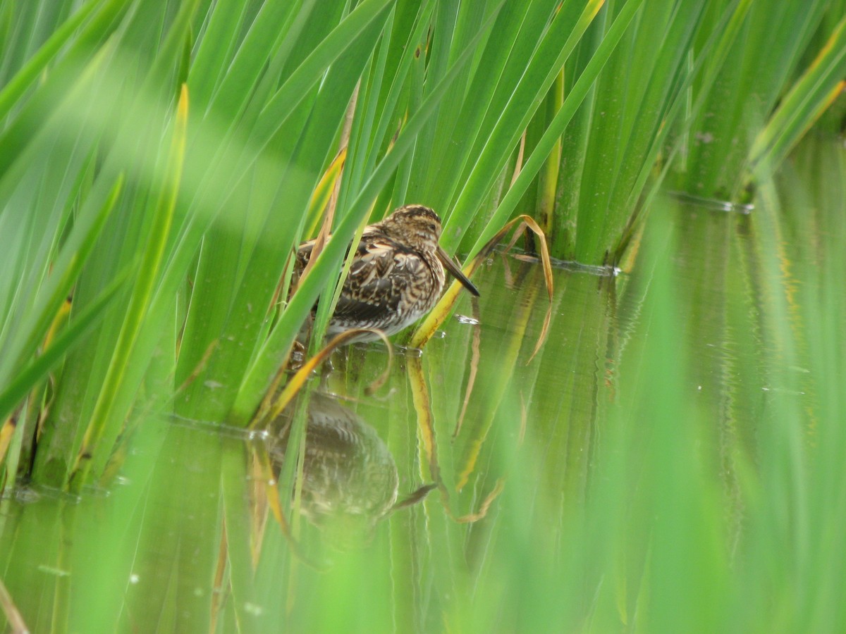 Common Snipe - German Pugnali