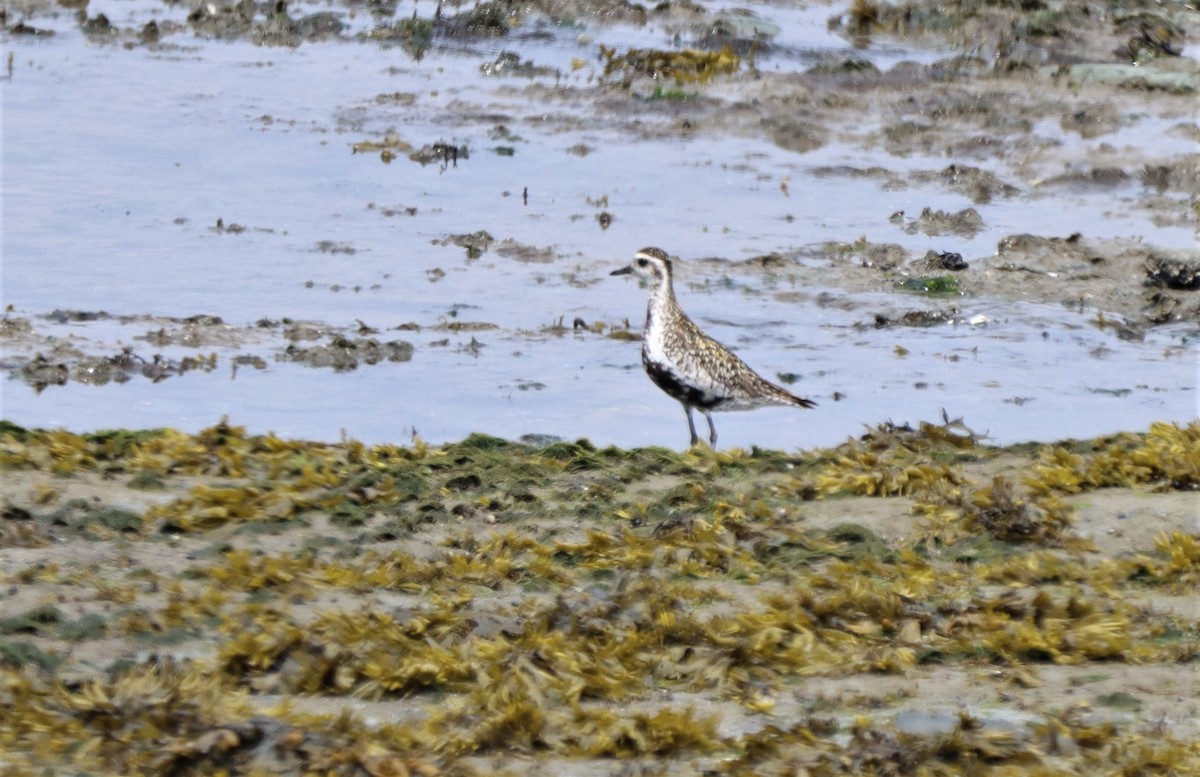 Chorlito Dorado Siberiano - ML620811949