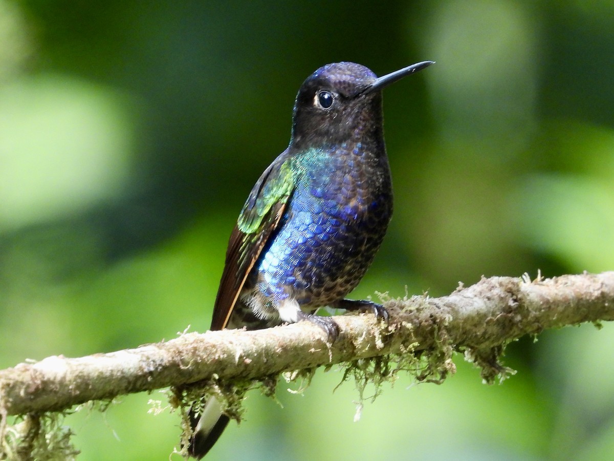 Colibrí Sietecolores - ML620811950