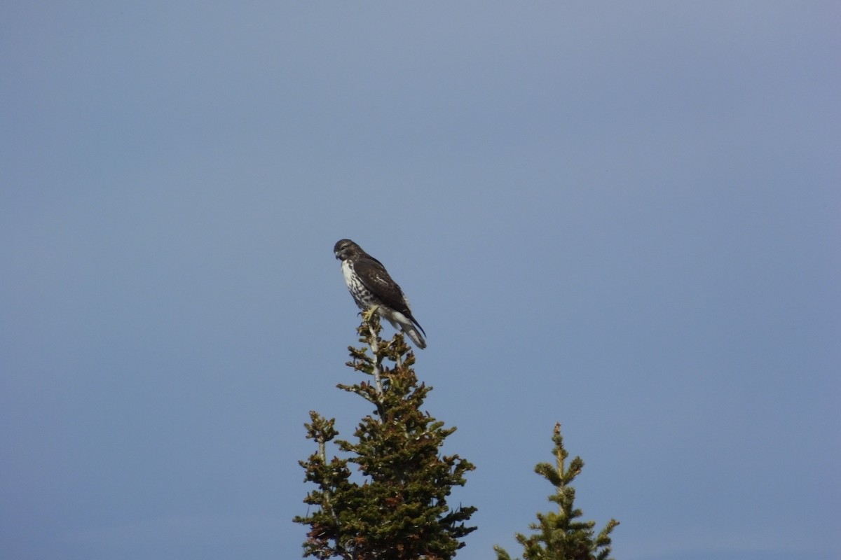 Red-tailed Hawk - ML620811951