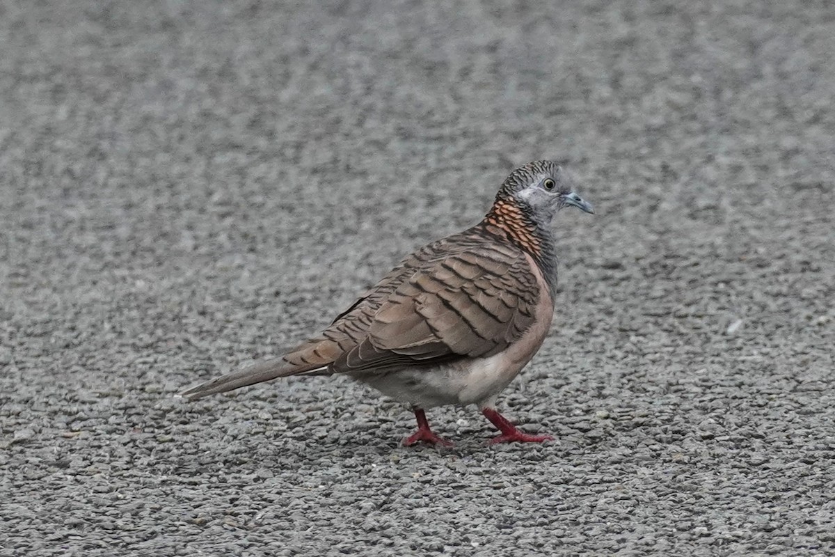 Bar-shouldered Dove - ML620811953